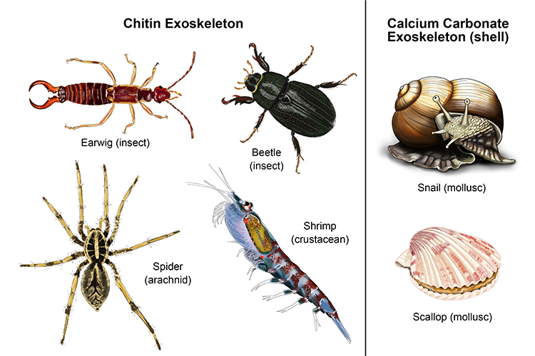 Insects, arachnids, crustaceans and mollusks have exoskeletons 